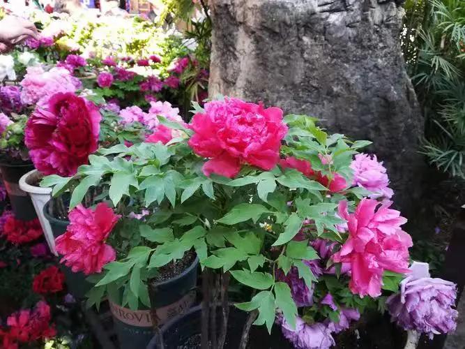 这个季节去哪里玩最合适昆明周边,昆明周边过年旅游推荐