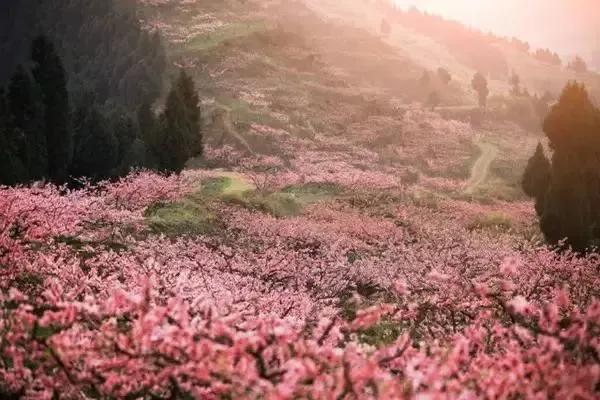 诗经桃夭的意思,诗经桃夭的意思是什么