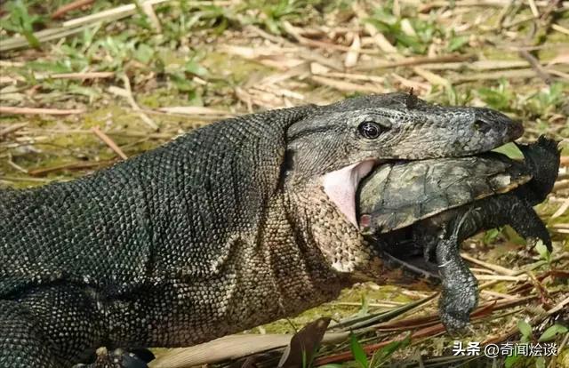 鬣狗捕食动物图片,鬣狗捕杀巨蟒