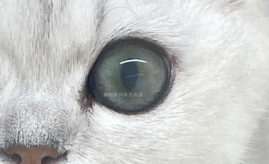 猫角膜穿孔用什么抗生素眼药水,猫角膜穿孔修复过程