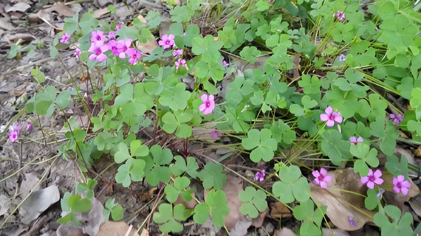 心静了就会发现原本的美,心静处处有美景