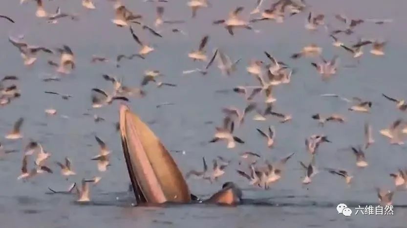 座头鲸张开大嘴捕食,鲸鱼吃巨鲸