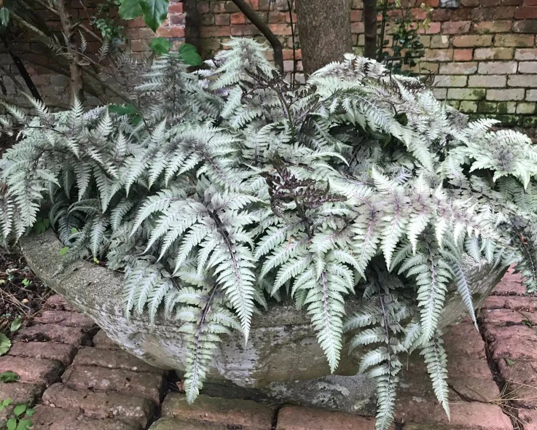 鏃ユ湰鐢昏暔鍏绘姢,绱壊鐢昏暔鑰愬瘨