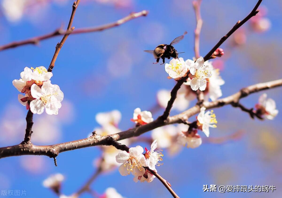 十二花神图谱完整版,工笔画十二花神欣赏