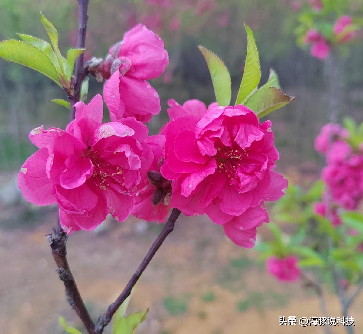 华为官宣鸿蒙3.0正式版,华为harmonyosnext鸿蒙星河版