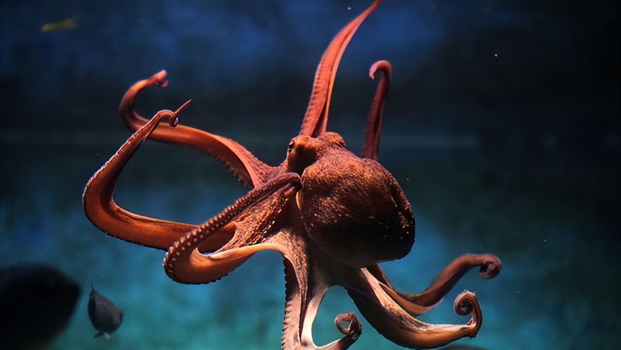 盘点十大难以杀死的动物,被砍了头的鸡还能活多久