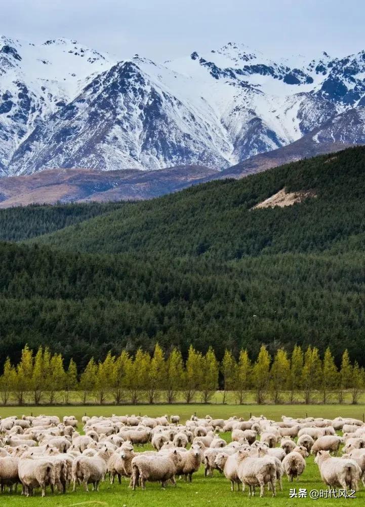 地球最孤独的大陆新西兰,最孤独的国家新西兰