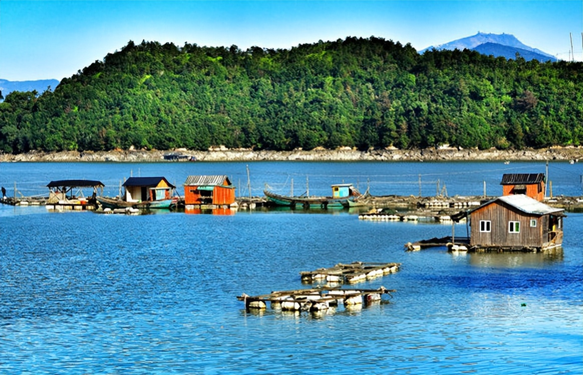 海水如何养殖罗非鱼技术,海水鱼的养殖方法