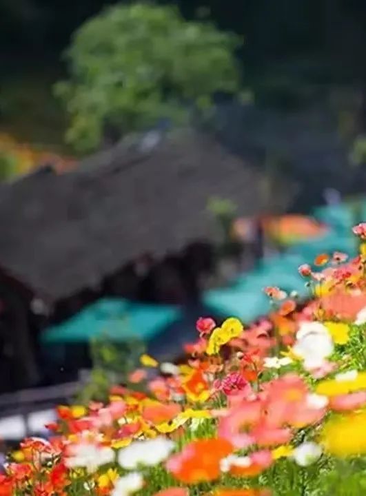 又见花开都江堰完整版,又见花开都江堰