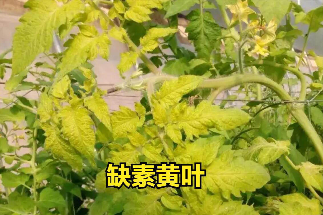 西红柿黄头能恢复嘛,种植西红柿发黑怎么回事