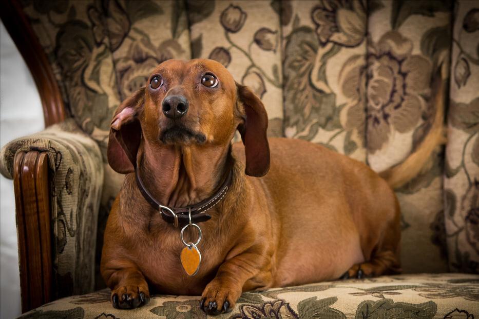 哪种宠物狗最便宜好养,养什么宠物狗比较便宜