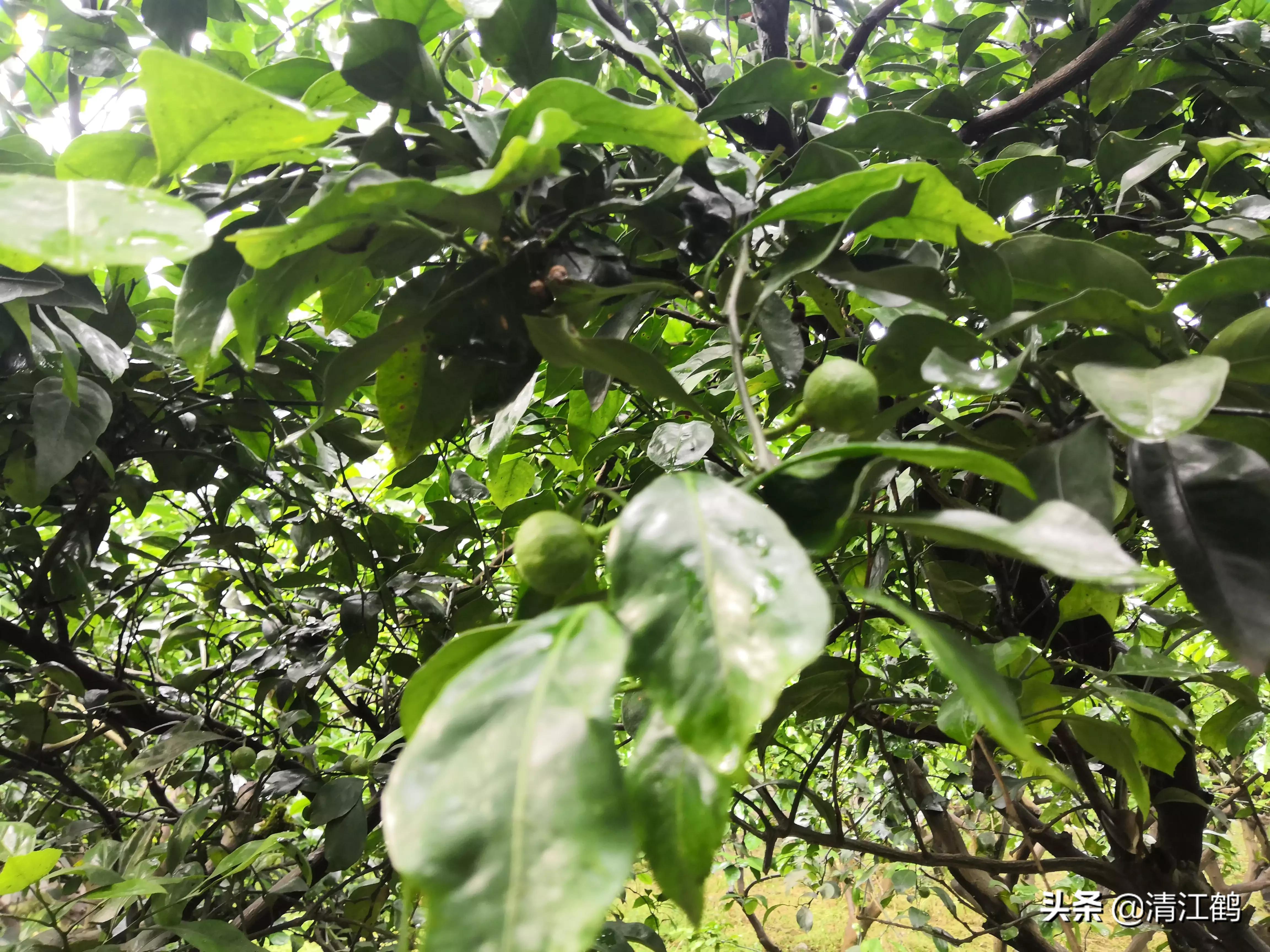 黄龙病的最新防治方法,黄龙病怎么治效果最好