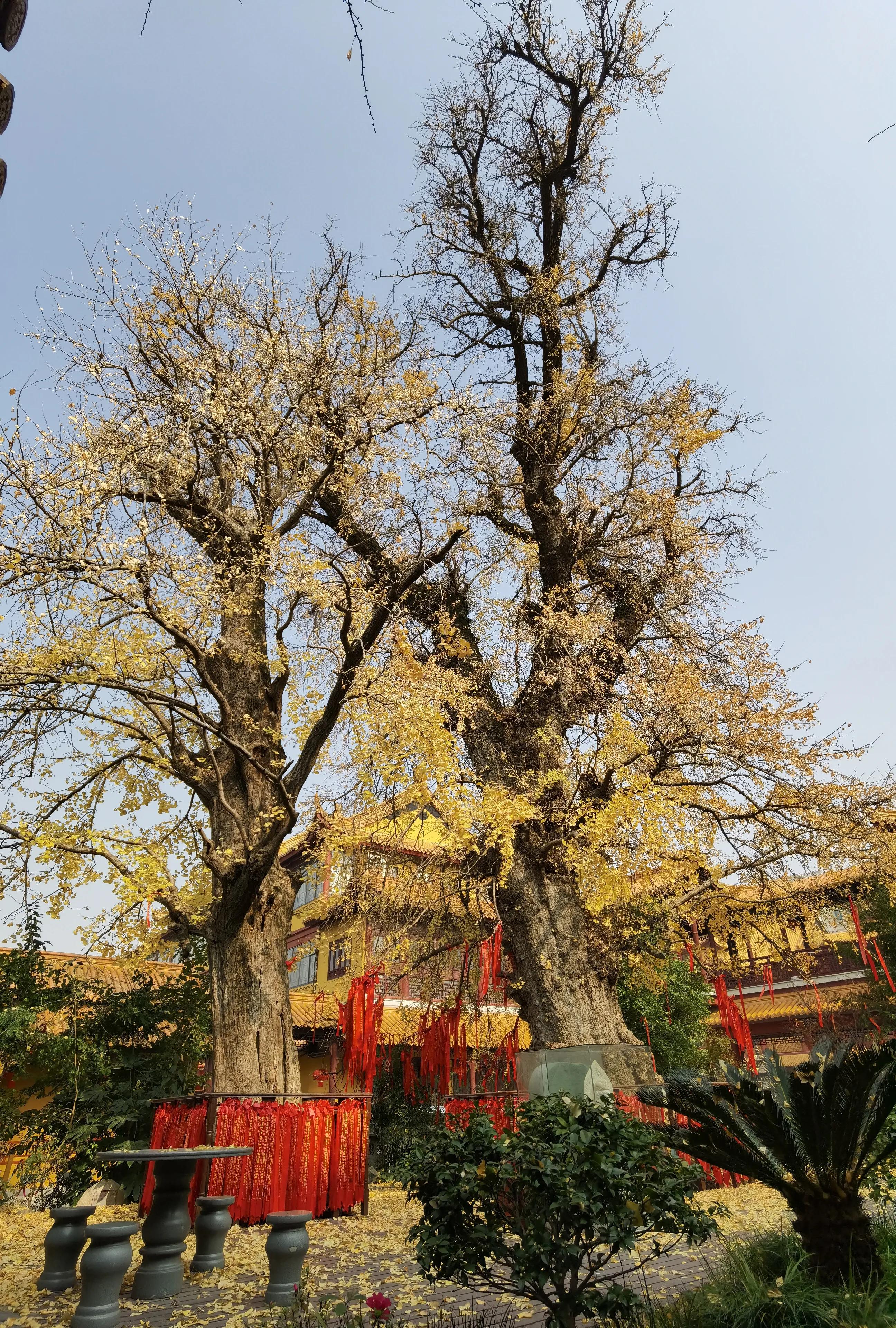 上海古银杏园,上海古刹银杏