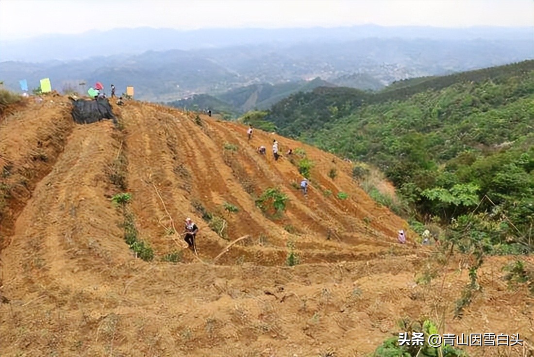 花榈木用途,精品花榈木