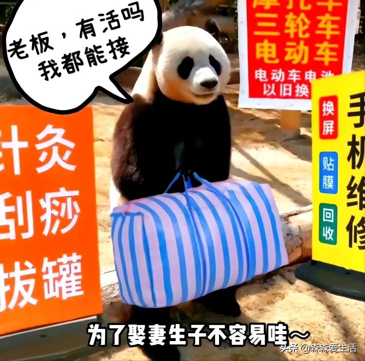 大熊猫乐宝乐天派,大熊猫乐宝为什么会打黑工