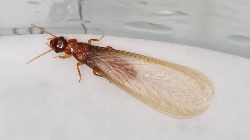 为什么上海今年出现大量白蚁,上海白蚁成群出现说明什么