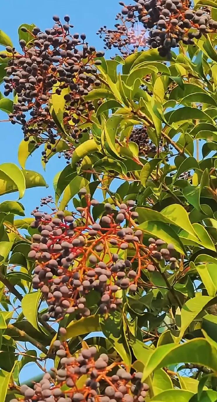 女贞子图片树木,女贞子树彩图