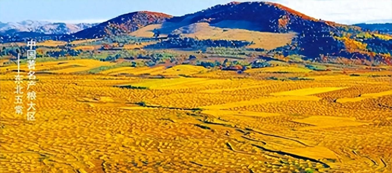 熊猫40年血泪史,大熊猫之殇