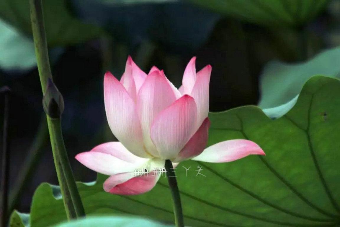 佛山最美荷花景区,佛山荷花世界游玩攻略