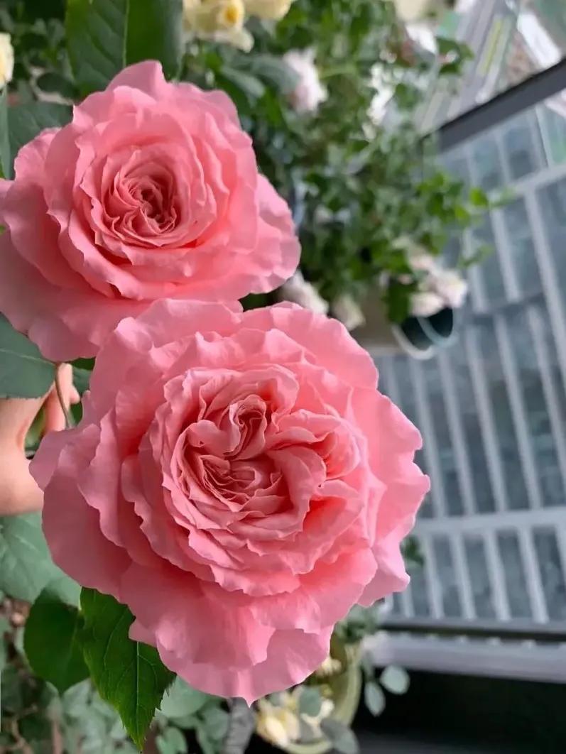 珊瑚果冻月季优缺点,珊瑚果冻月季图片