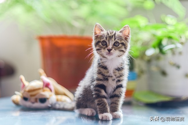 宠物三花猫和田园三花猫区别,三花猫三色代表什么