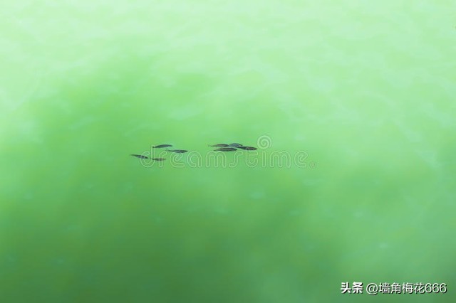 当年我家开饭店，他每天拿着小鱼来换包子，30年后，他又找上门了