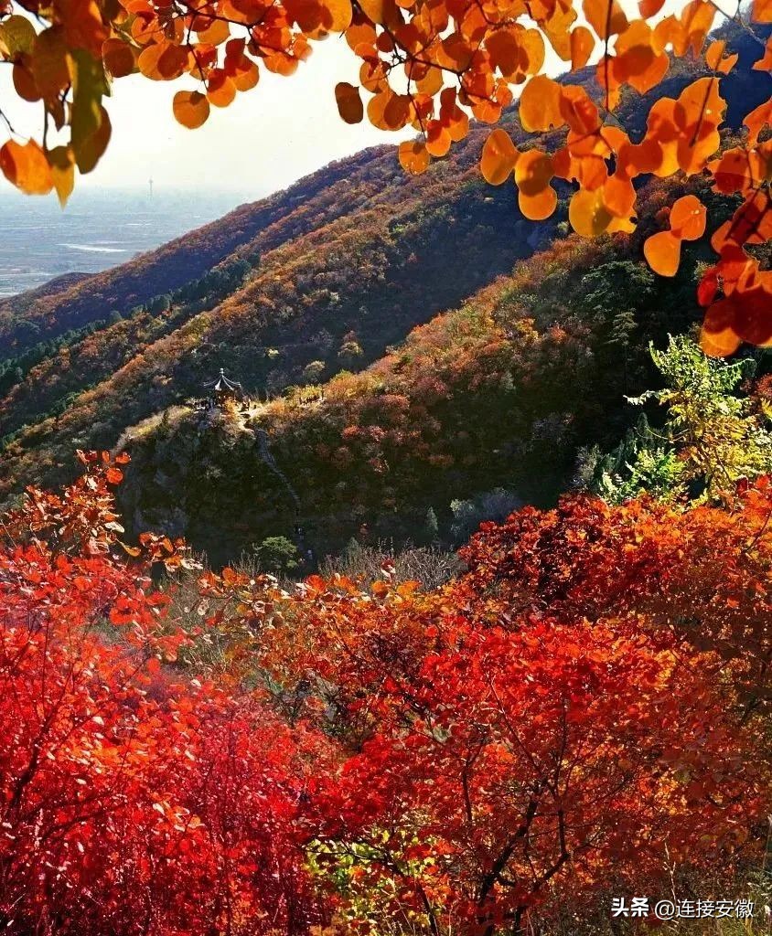 今日重阳节,今日重阳岁岁重阳完整诗