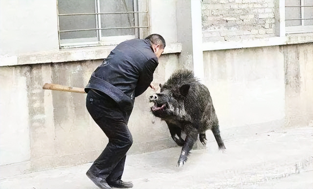 野猪老虎熊战斗力,一猪二熊三老虎谁最厉害