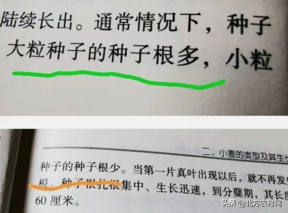 黄淮地区小麦高产新品种排名榜,黄淮玉米小麦高产品种