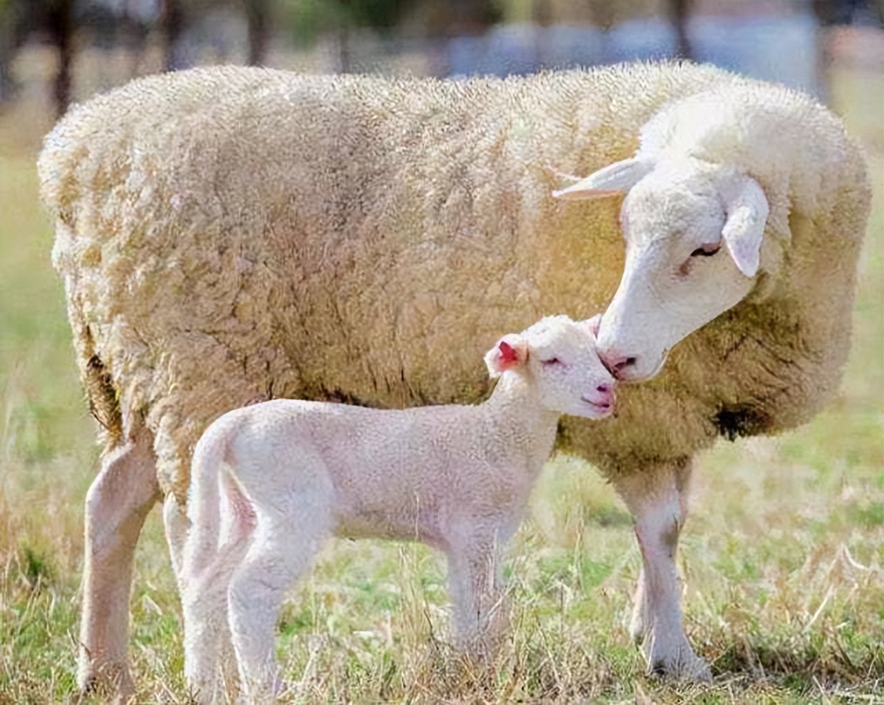 母羊产后不喂羊崽怎么处理,母羊产后不吃东西奶还发紫怎么办