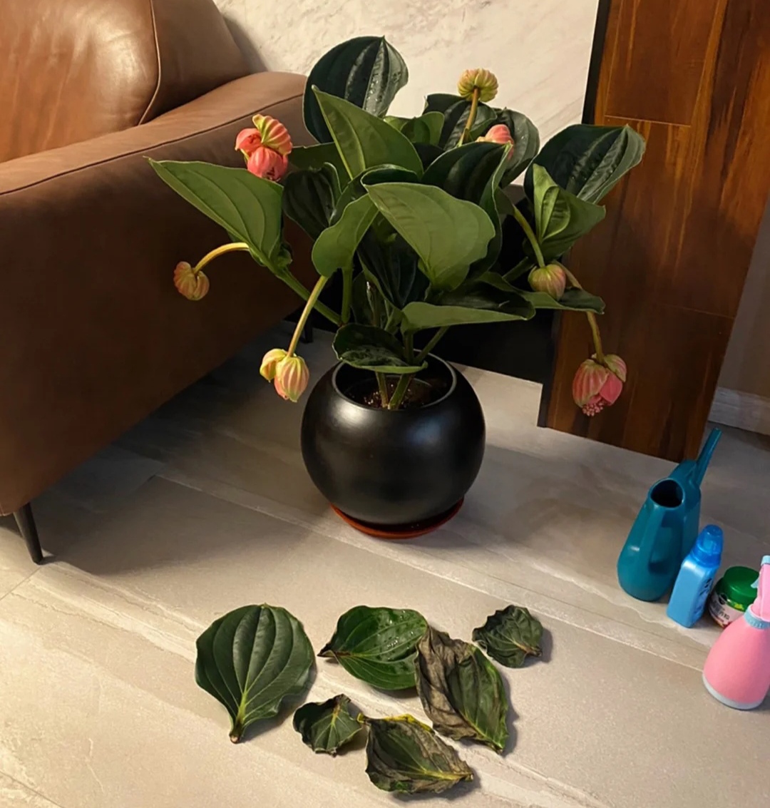 最美花王,花王宝莲灯