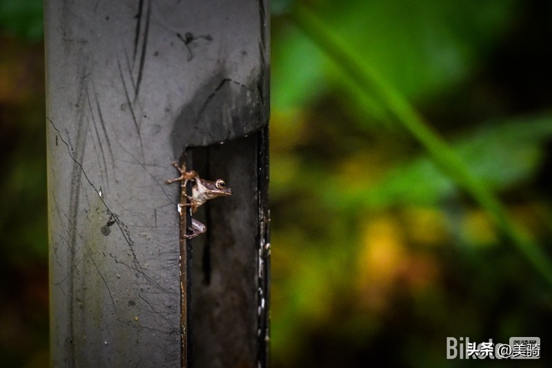 童车选购攻略,教你们怎么选择童车