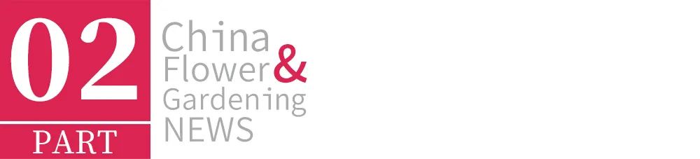 北方槐树今夏为什么玩了命地开花？花有毒，千万别吃