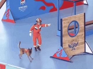 搜救犬二驴头条号,二驴搜救犬最新情况