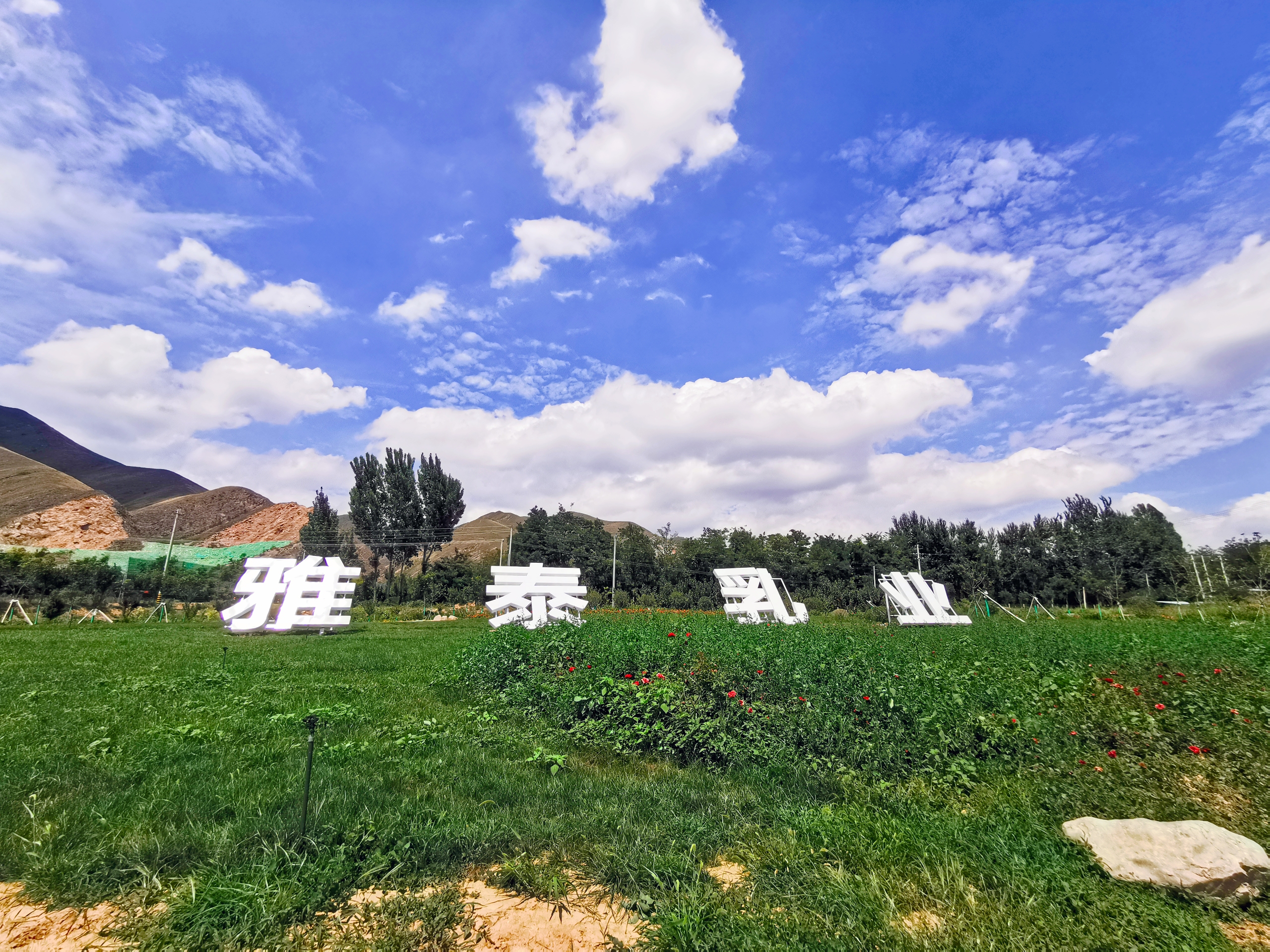朵恩智高羊奶粉和圣元优宝哪个好,美可高特羊奶粉和朵恩智高羊奶粉