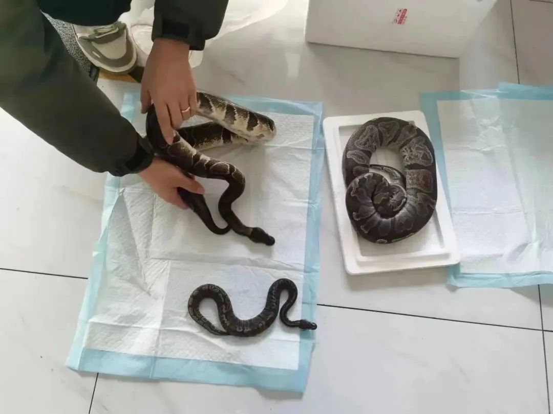 贩卖球蟒要判多少年,买卖球蟒被判刑