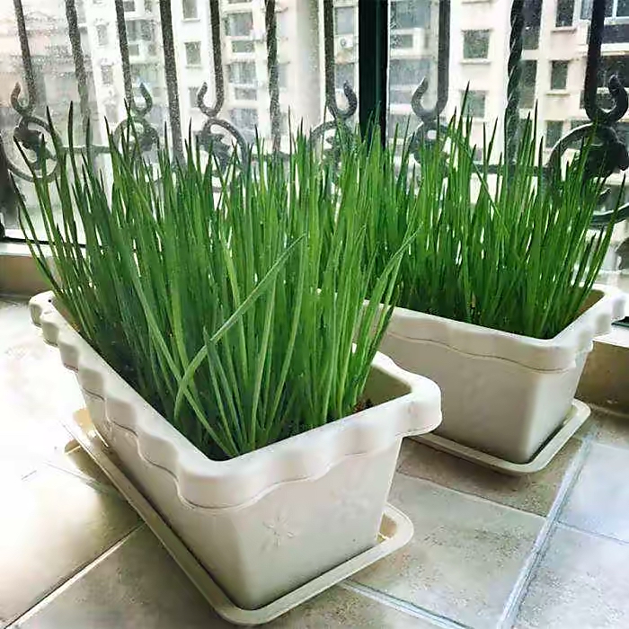 阳台种菜的100种方法,阳台种菜的正确方法大全