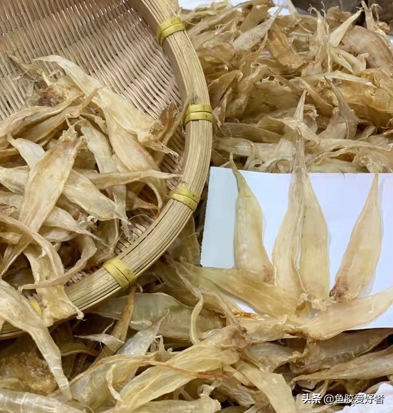 最全鱼胶品种大全,目前最好的鱼胶品种