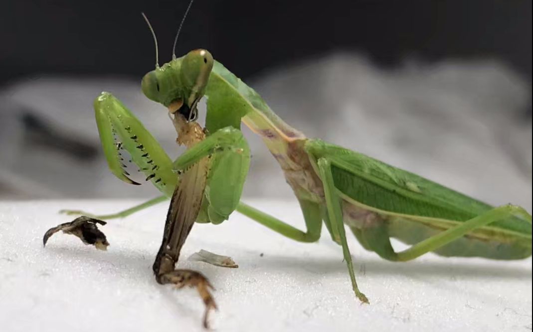 为什么说螳螂是凶残的昆虫呢,螳螂可以杀死比自己大的动物吗