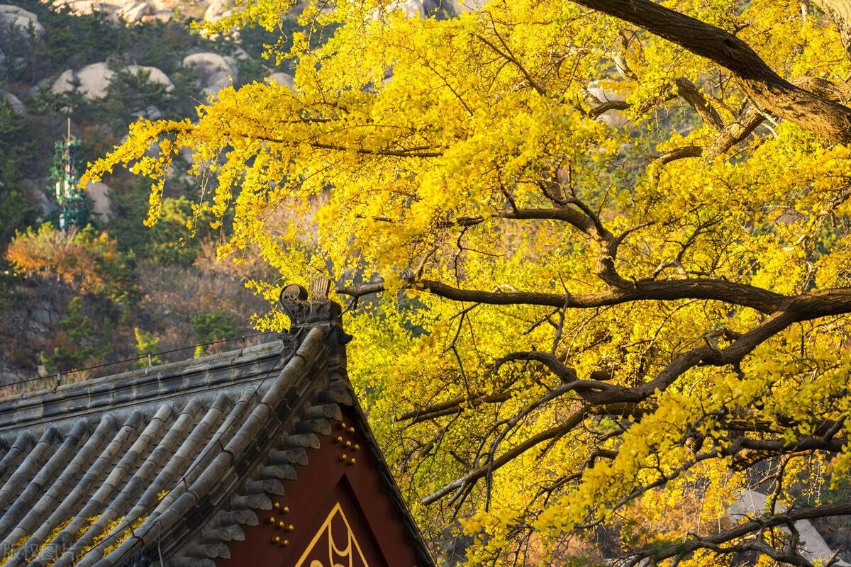 山东省AAAAA旅游景点,5a级景区排行榜山东附近