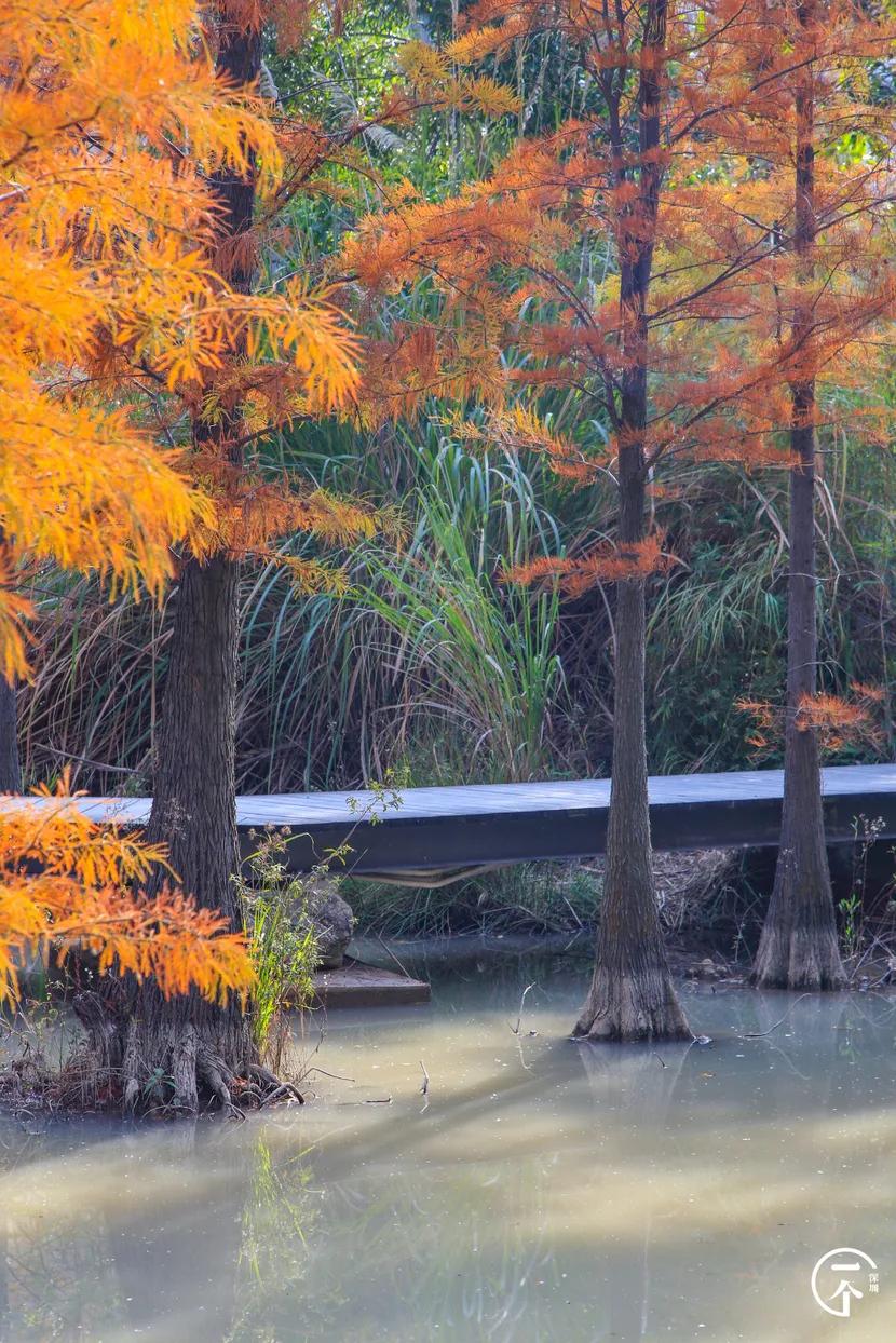 深圳4个绝美海岛,深圳值得游玩的小岛