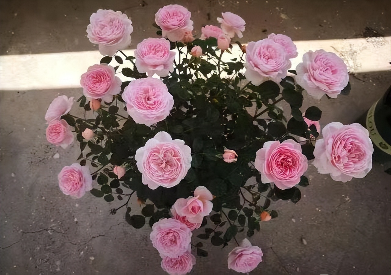 月季花品种瑞典女王是四季开花吗,瑞典女王和其他哪款月季花型相似