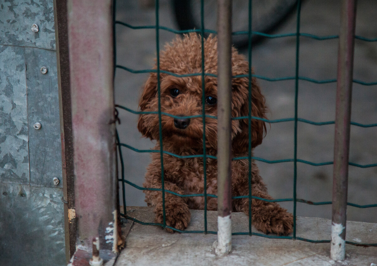 泰迪把你当妈妈的表现,泰迪把你当亲人还是外人