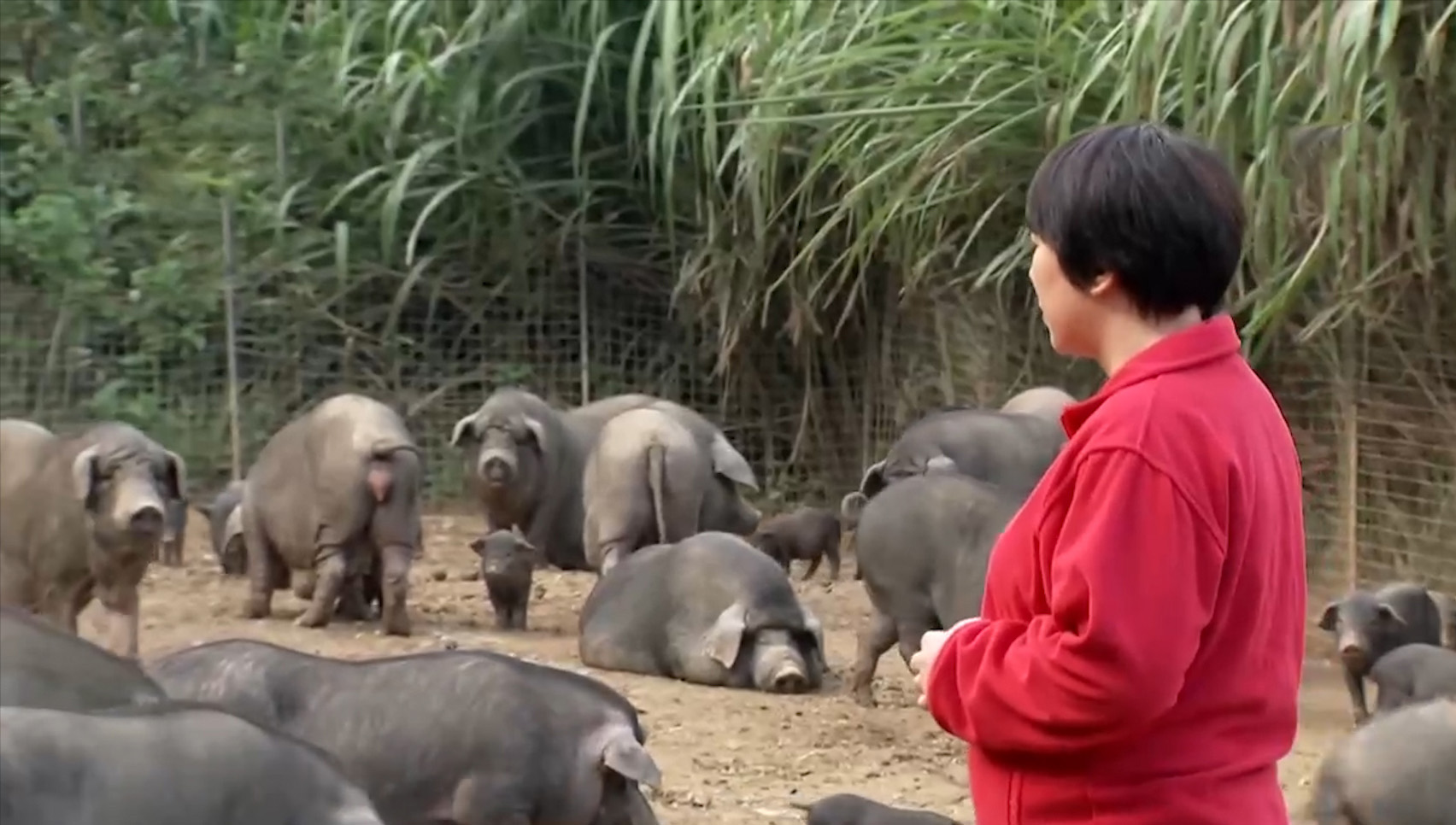回乡养猪带领村民致富,大姐带村民发家致富