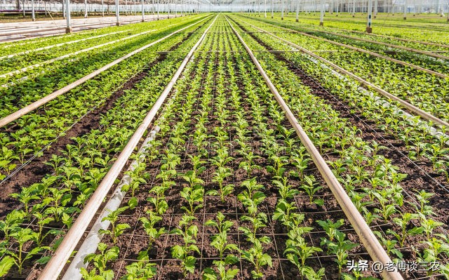 扦插较大的枝条如何自制生根剂,扦插多年生真柏枝条用什么生根剂