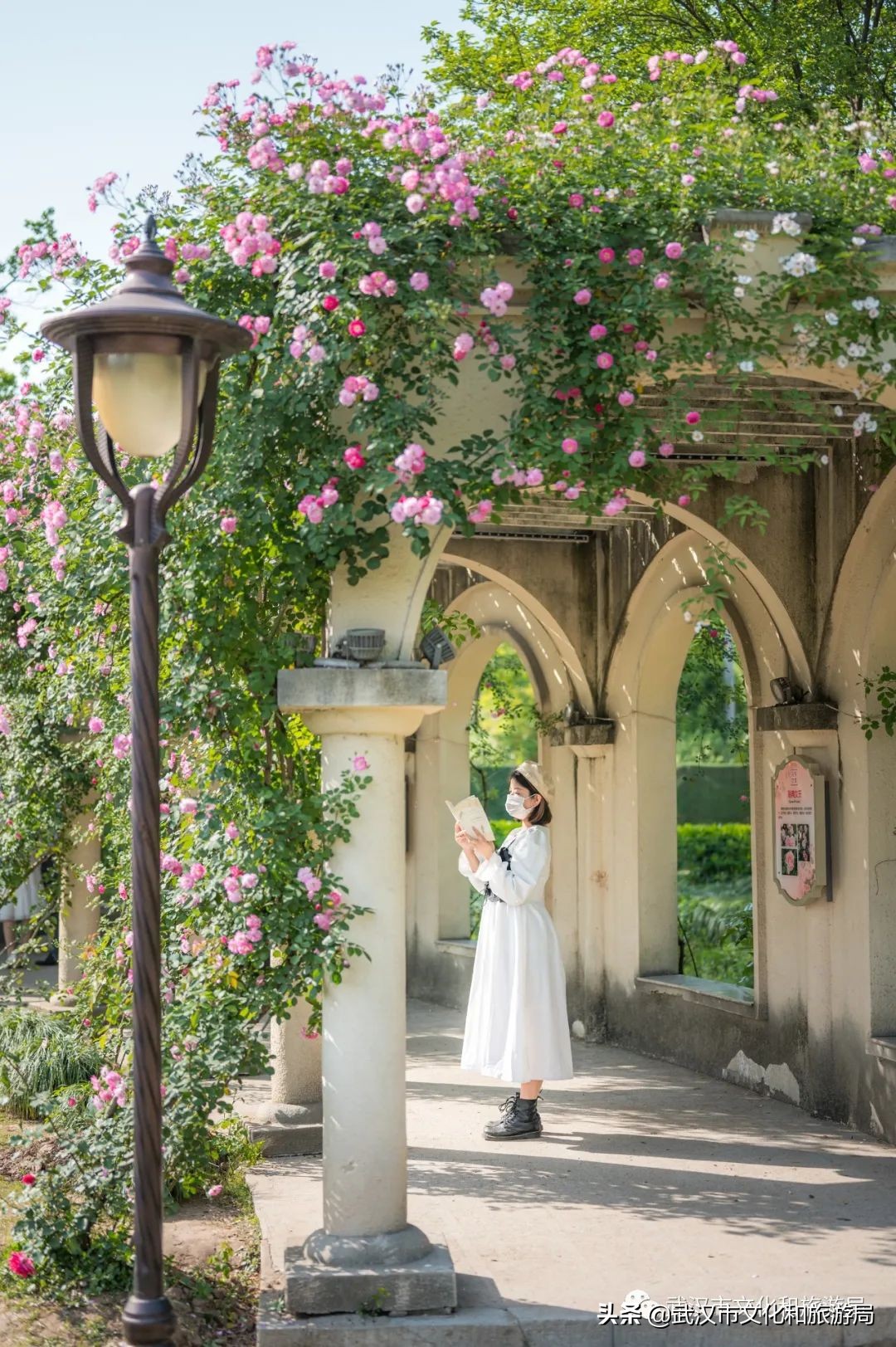 武汉的浪漫鲜花占一半,武汉的樱花开满了全城