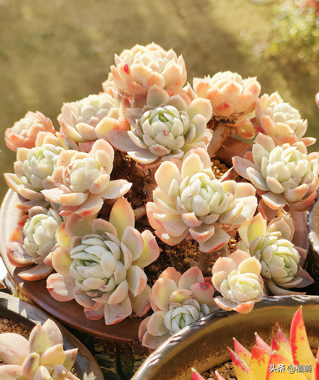 冰梅什么品种最好养,小叶冰梅都可以养出特别好的色吗