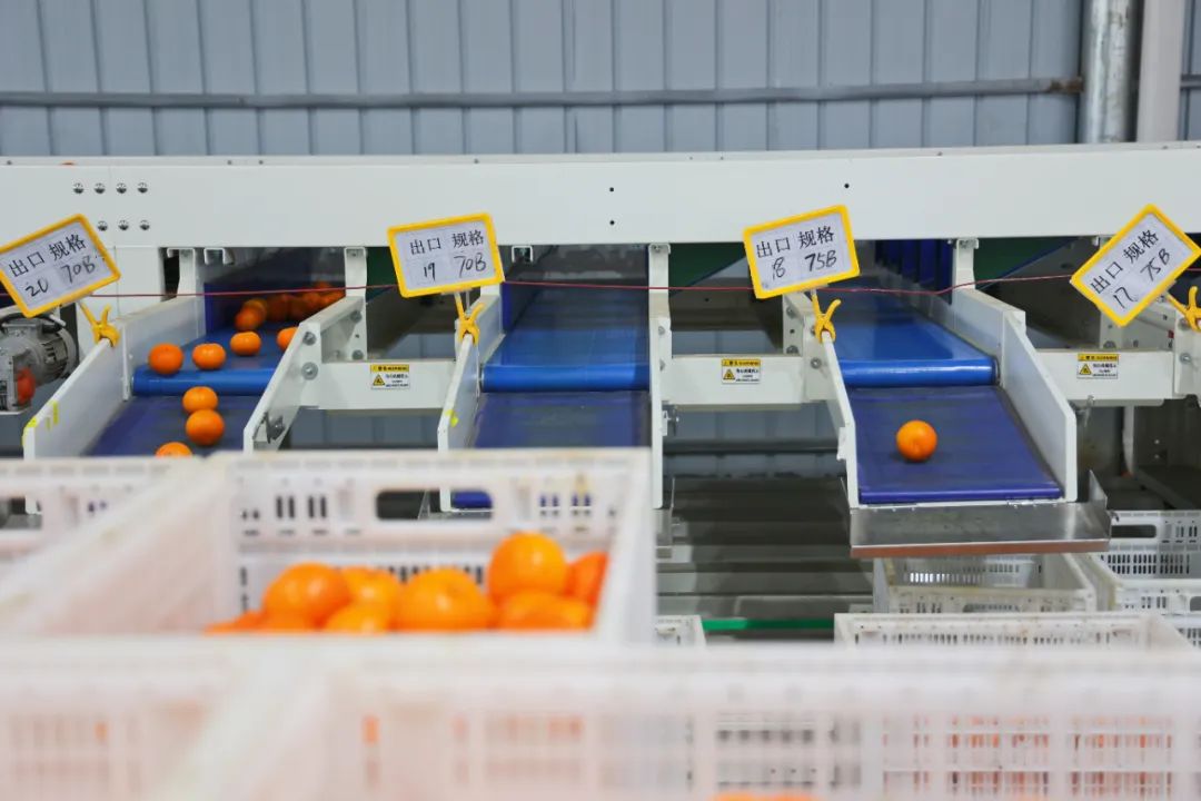 从0.6元到4元,优质优价能否引领农民种好果?