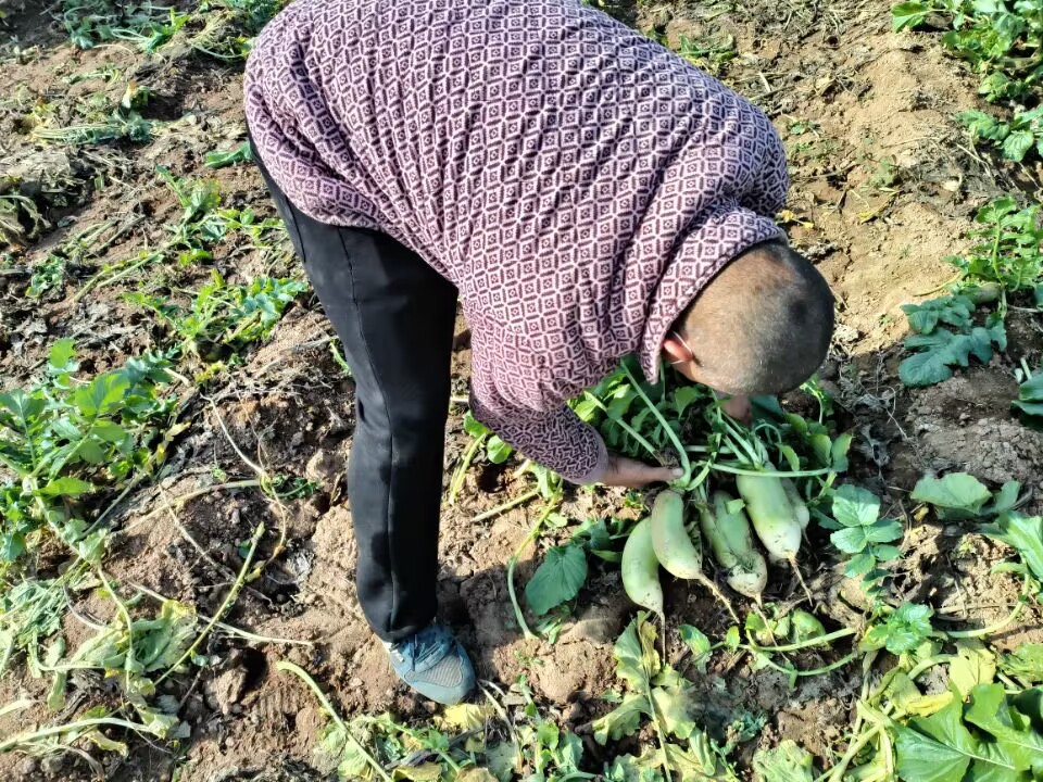 乡村养殖什么最可靠最赚钱,养殖什么经营模式最赚钱