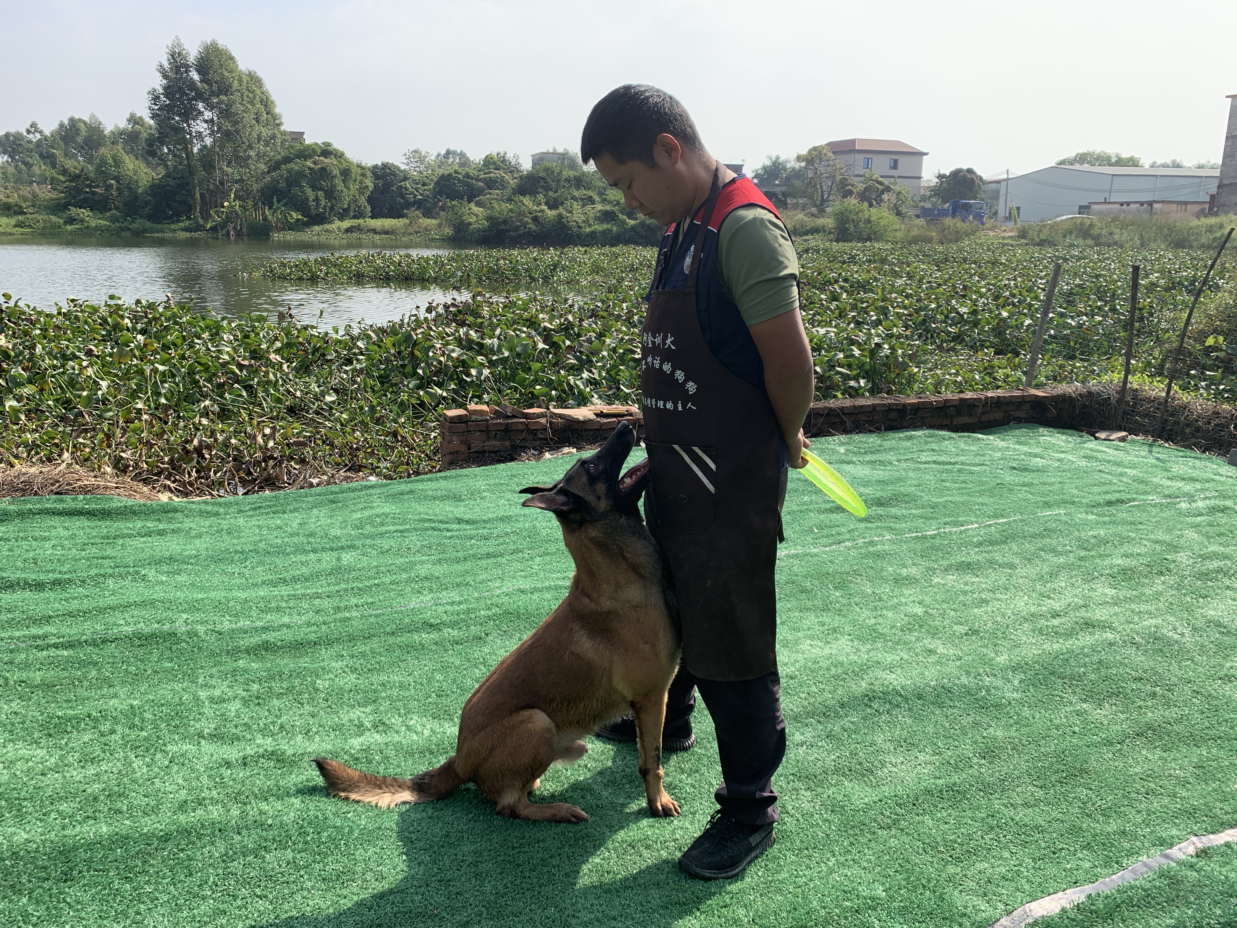 成年犬胆小怎么训练的呢,狗胆小咬人怎么训